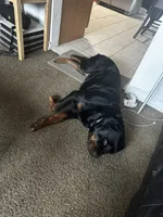 Penny , a  Rottweiler for sale in Toms River, NJ – Photo 5 of 8