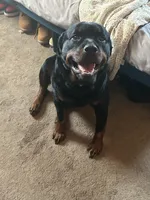 Penny , a  Rottweiler for sale in Toms River, NJ – Photo 4 of 8