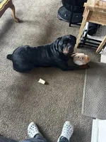 Penny , a  Rottweiler for sale in Toms River, NJ – Photo 6 of 8