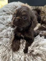Hershey, a male Cocker Spaniel for sale in Fresno, CA – 1 of 5