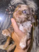 Snickers, a male Cocker Spaniel for sale in Fresno, CA – 4 of 4