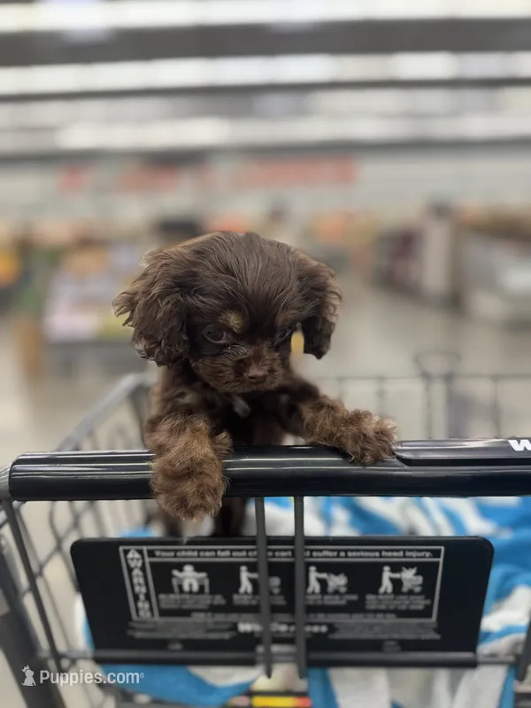 Hershey – Cocker Spaniel puppy for sale in Fresno, CA