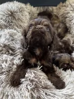 Hershey, a male Cocker Spaniel for sale in Fresno, CA – 4 of 5