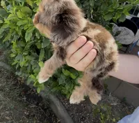Toot, a male Cocker Spaniel for sale in Fresno, CA – 4 of 5