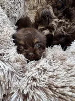 Hershey, a male Cocker Spaniel for sale in Fresno, CA – 5 of 5