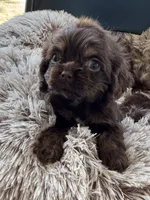 Hershey, a male Cocker Spaniel for sale in Fresno, CA – 3 of 5