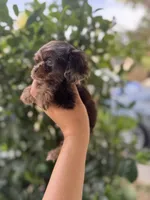 Toot, a male Cocker Spaniel for sale in Fresno, CA – 5 of 5