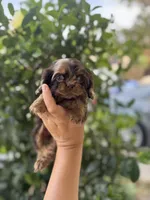 Toot, a male Cocker Spaniel for sale in Fresno, CA – 2 of 5