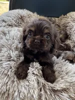 Hershey, a male Cocker Spaniel for sale in Fresno, CA – 2 of 5