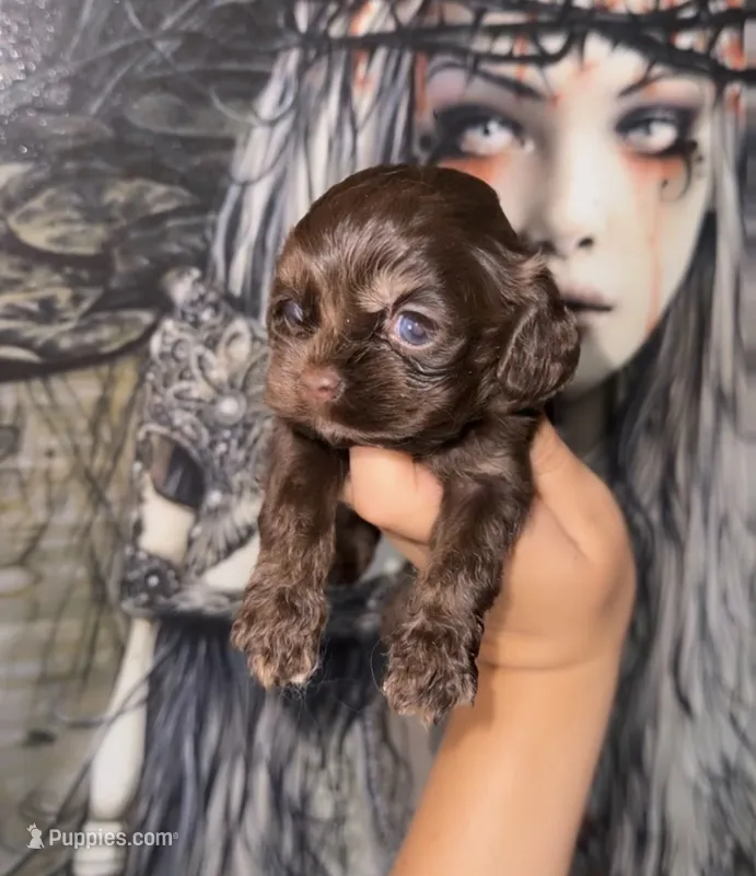 Tootsie – Cocker Spaniel puppy for sale in Fresno, CA