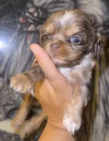 Snickers, a male Cocker Spaniel for sale in Fresno, CA – 1 of 4