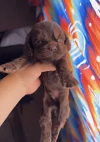 Hershey, a male Cocker Spaniel for sale in Fresno, CA – 2 of 3