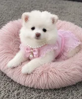 Barbie, a female Pomeranian for sale in Fresno, CA – 2 of 2