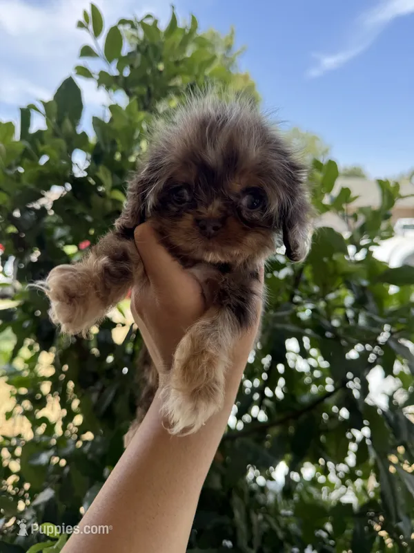 Snickers – Cocker Spaniel puppy for sale in Fresno, CA