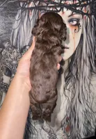 Tootsie, a female Cocker Spaniel for sale in Fresno, CA – 4 of 4