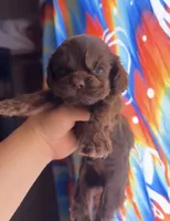 Hershey, a male Cocker Spaniel for sale in Fresno, CA – 3 of 3