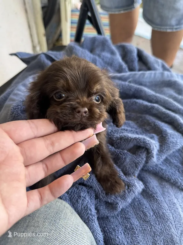Hershey – Cocker Spaniel puppy for sale in Fresno, CA