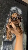 Twix, a female Cocker Spaniel for sale in Fresno, CA – 2 of 2