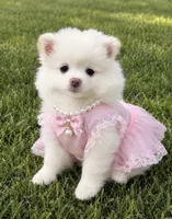 Barbie, a female Pomeranian for sale in Fresno, CA – 1 of 2