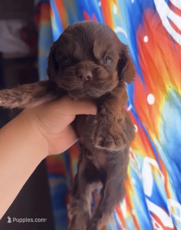 Hershey – Cocker Spaniel puppy for sale in Fresno, CA