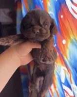 Hershey, a male Cocker Spaniel for sale in Fresno, CA – 1 of 3