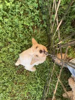 Phoenix , a female Poodle - Miniature  for sale in Peachland, NC – 3 of 4