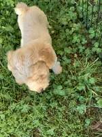 Phoenix , a female Poodle - Miniature  for sale in Peachland, NC – 2 of 4