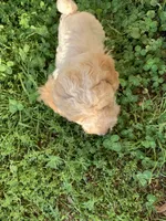 Phoenix , a female Poodle - Miniature  for sale in Peachland, NC – 4 of 4