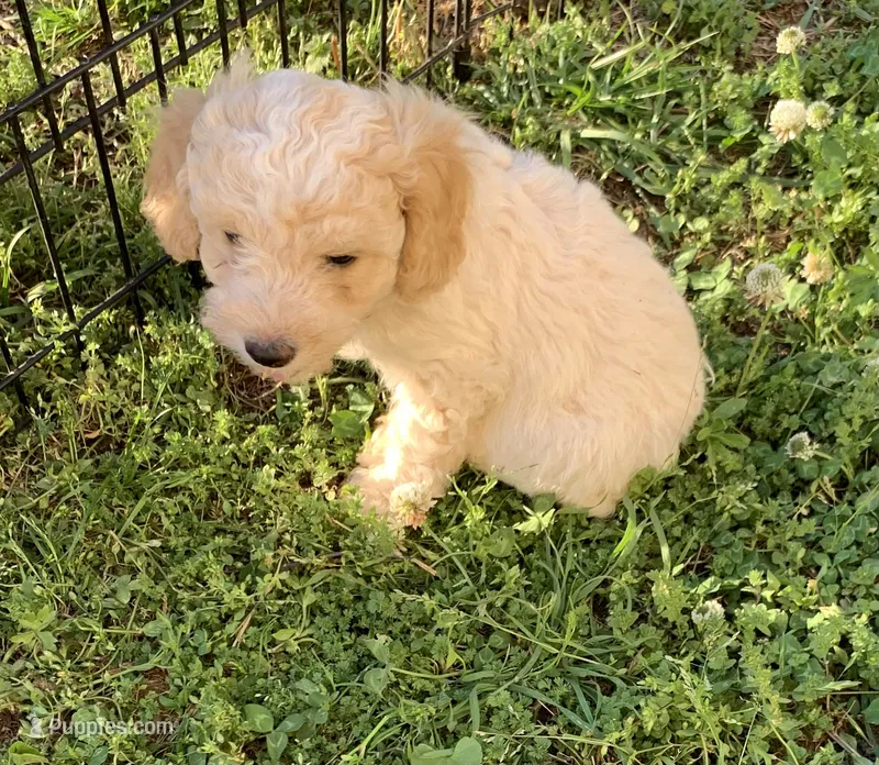 Phoenix  – Poodle - Miniature  puppy for sale in Peachland, NC