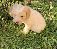Phoenix , a female Poodle - Miniature  for sale in Peachland, NC – 1 of 4