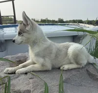 Omega, a female Siberian Husky for sale in Dearborn, MO – 3 of 3