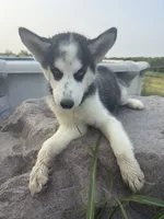Alpha, a female Siberian Husky for sale in Dearborn, MO – 4 of 5