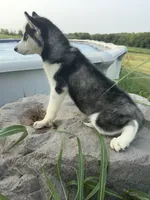 Alpha, a female Siberian Husky for sale in Dearborn, MO – 3 of 5