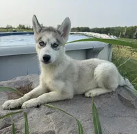 Omega, a female Siberian Husky for sale in Dearborn, MO – 2 of 3