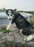 Alpha, a female Siberian Husky for sale in Dearborn, MO – 2 of 5
