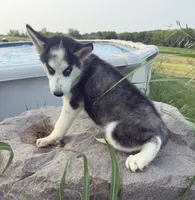 Alpha, a female Siberian Husky for sale in Dearborn, MO – 5 of 5
