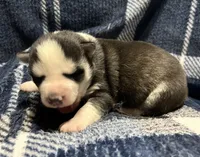 Nova's Female #5, a female Siberian Husky for sale in Dearborn, MO – Photo 9 of 10