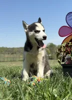 Nova's Female #5, a female Siberian Husky for sale in Dearborn, MO – Photo 3 of 10