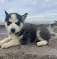 Nova's Female #5, a female Siberian Husky for sale in Dearborn, MO – Photo 7 of 10