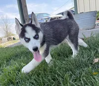 Nova's Female #5, a female Siberian Husky for sale in Dearborn, MO – Photo 2 of 10