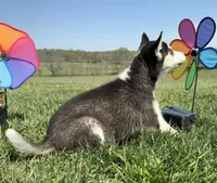 Nova's Female #5, a female Siberian Husky for sale in Dearborn, MO – Photo 4 of 10