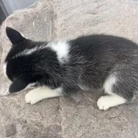 Nova's Female #5, a female Siberian Husky for sale in Dearborn, MO – Photo 8 of 10