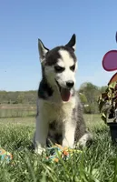 Nova's Female #5, a female Siberian Husky for sale in Dearborn, MO – Photo 1 of 10