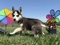 Nova's Female #5, a female Siberian Husky for sale in Dearborn, MO – Photo 5 of 10