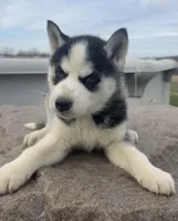 Nova's Female #5, a female Siberian Husky for sale in Dearborn, MO – Photo 6 of 10