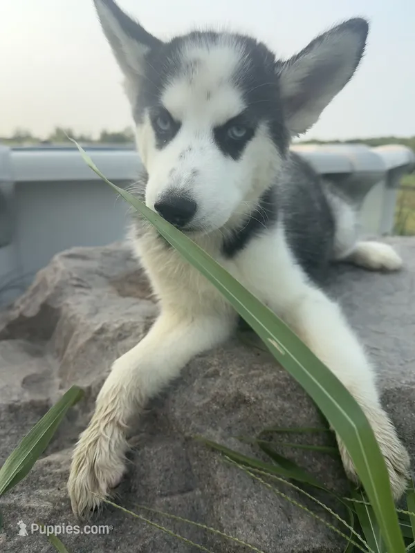 Alpha – Siberian Husky puppy for sale in Dearborn, MO