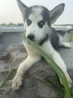 Alpha, a female Siberian Husky for sale in Dearborn, MO – 1 of 5