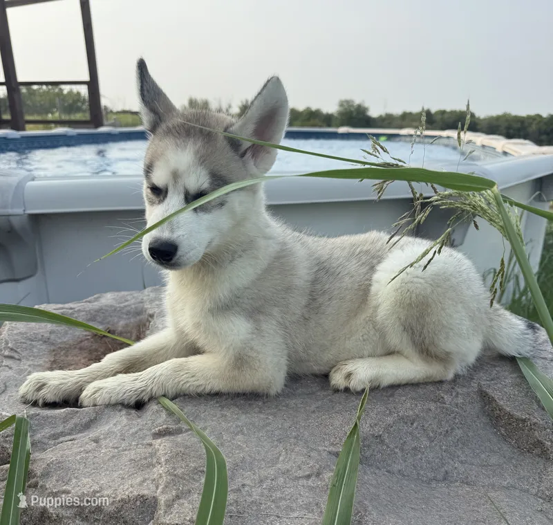 Omega – Siberian Husky puppy for sale in Dearborn, MO