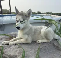 Omega, a female Siberian Husky for sale in Dearborn, MO – 1 of 3