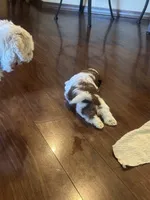 Winston, a male Shih Tzu for sale in Elma, WA – 5 of 7